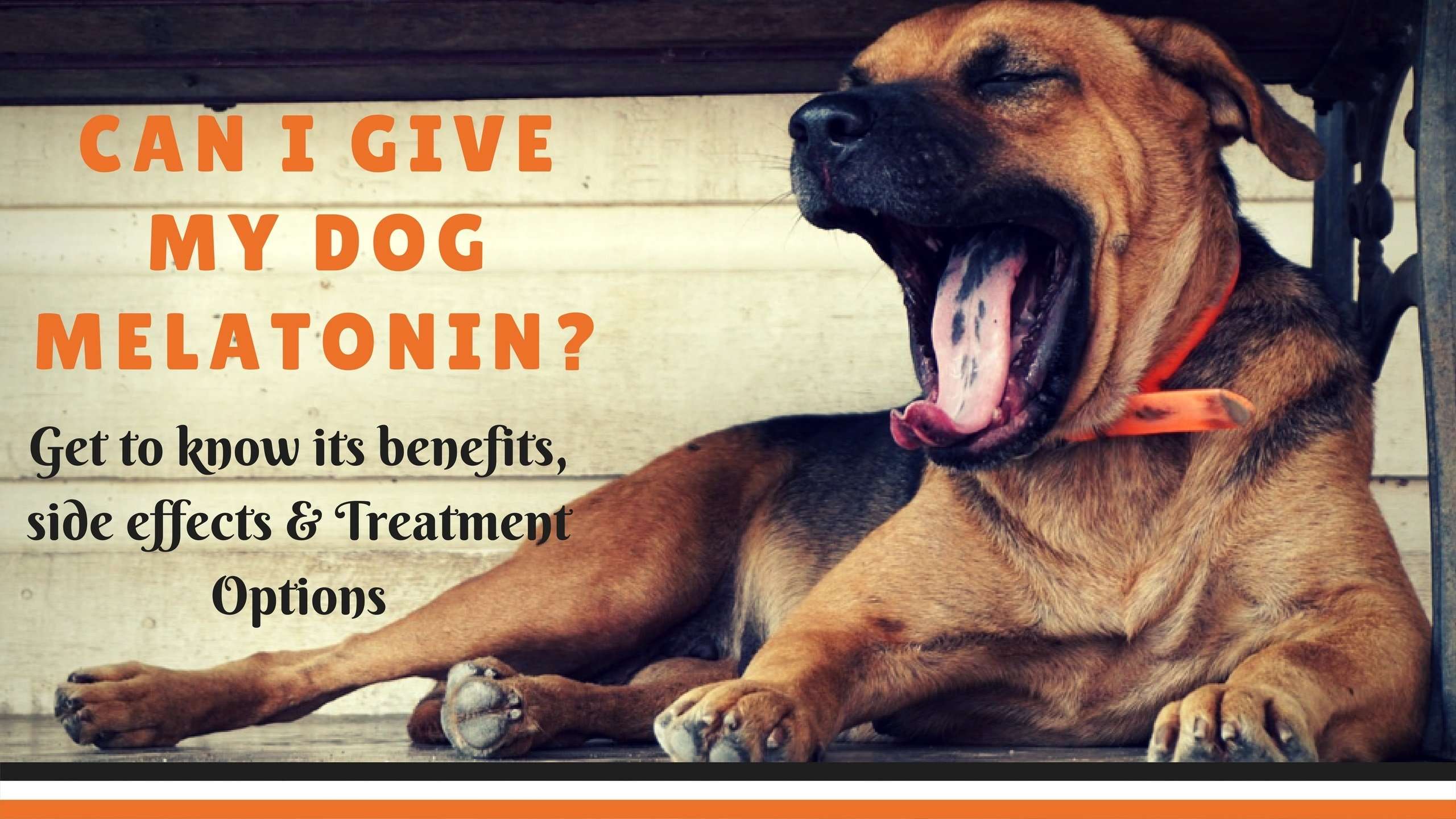 Can you give melatonin to dogs