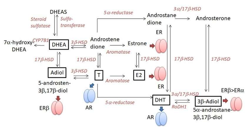 Dehydroepiandrosterone (DHEA) metabolizing pathway. DHEAS ...