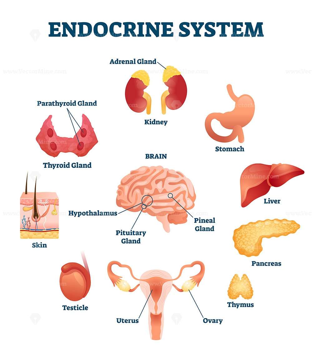 Endocrine system vector illustration
