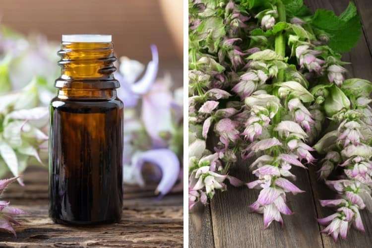 How To Use Clary Sage Oil For Hormone Balance: Benefits