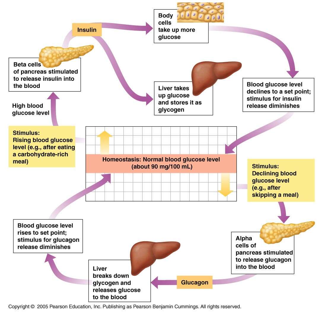 Regulation of glucose levels in blood