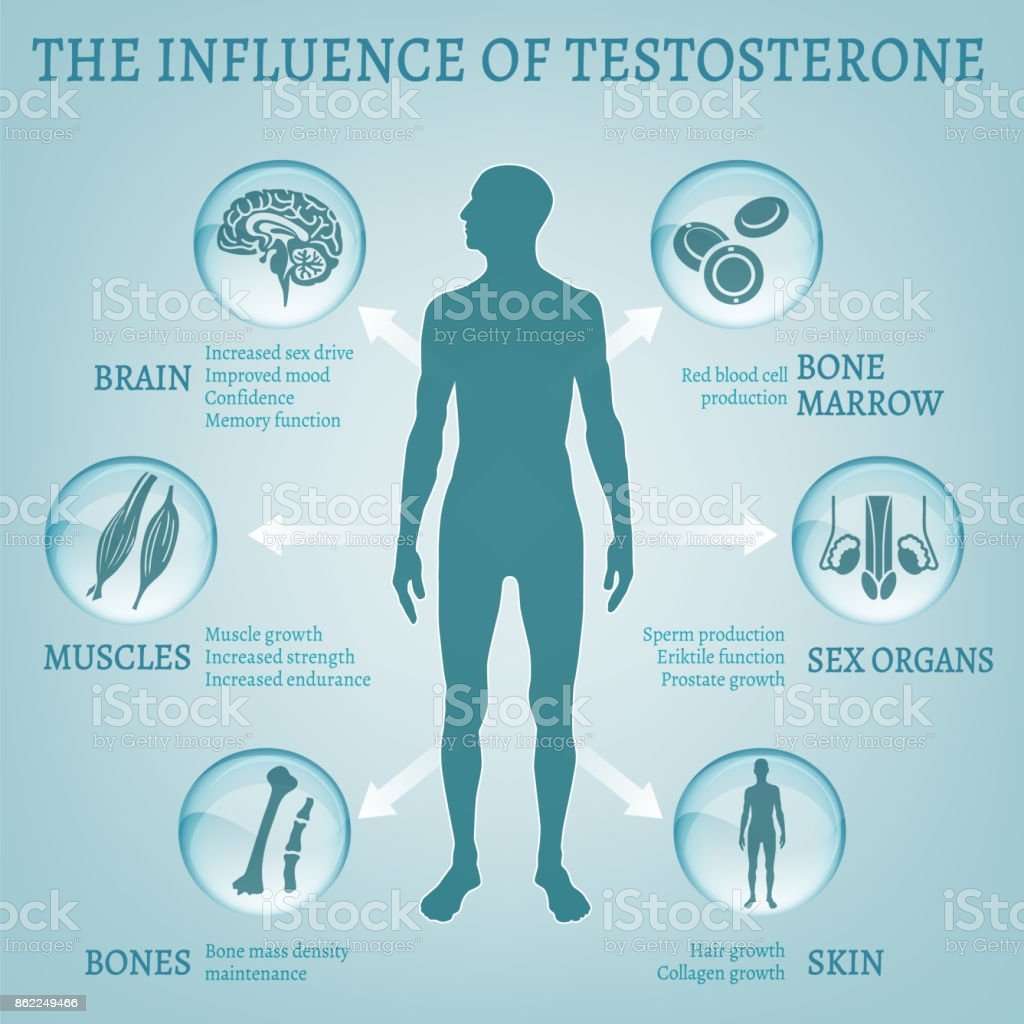 Testosterone Effects Infographics Stock Illustration ...