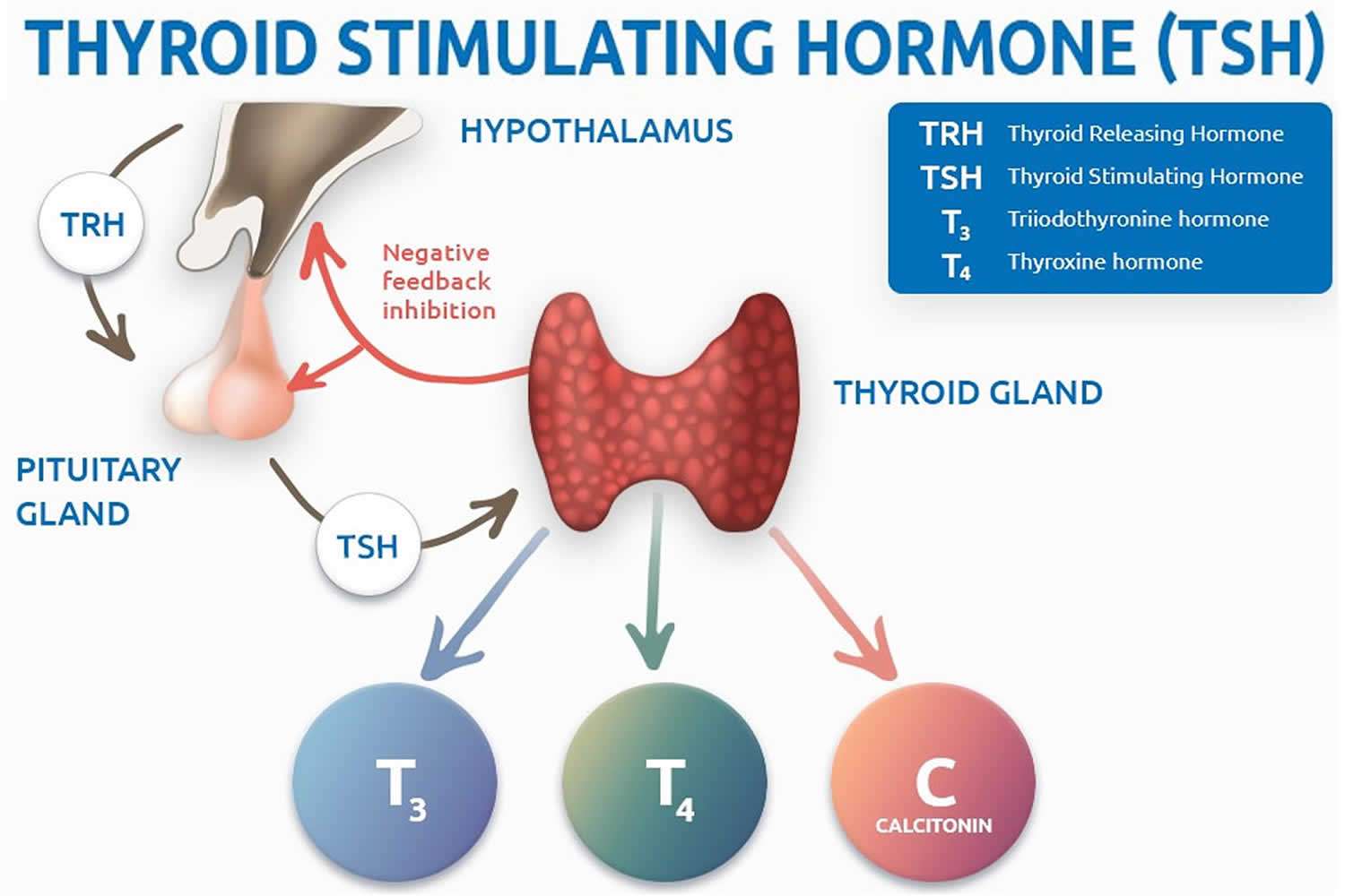 What TSH or thyroid stimulating hormone? A TSH test is ...
